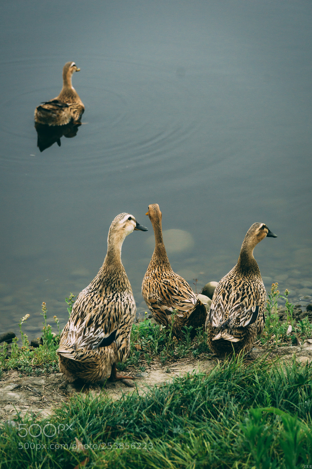 Sony a6000 sample photo. Ducks photography