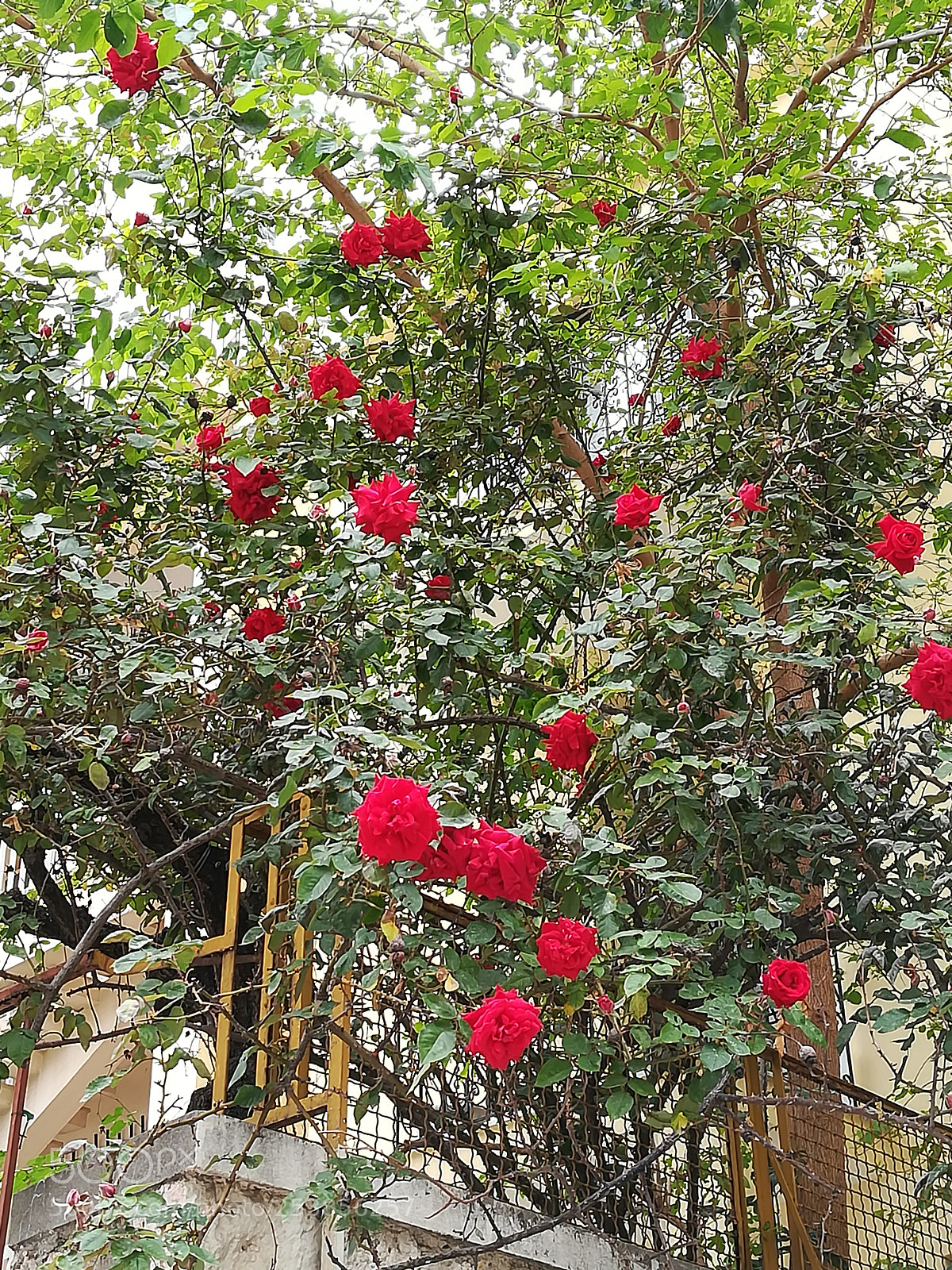 HUAWEI P10 lite sample photo. Red passion... photography