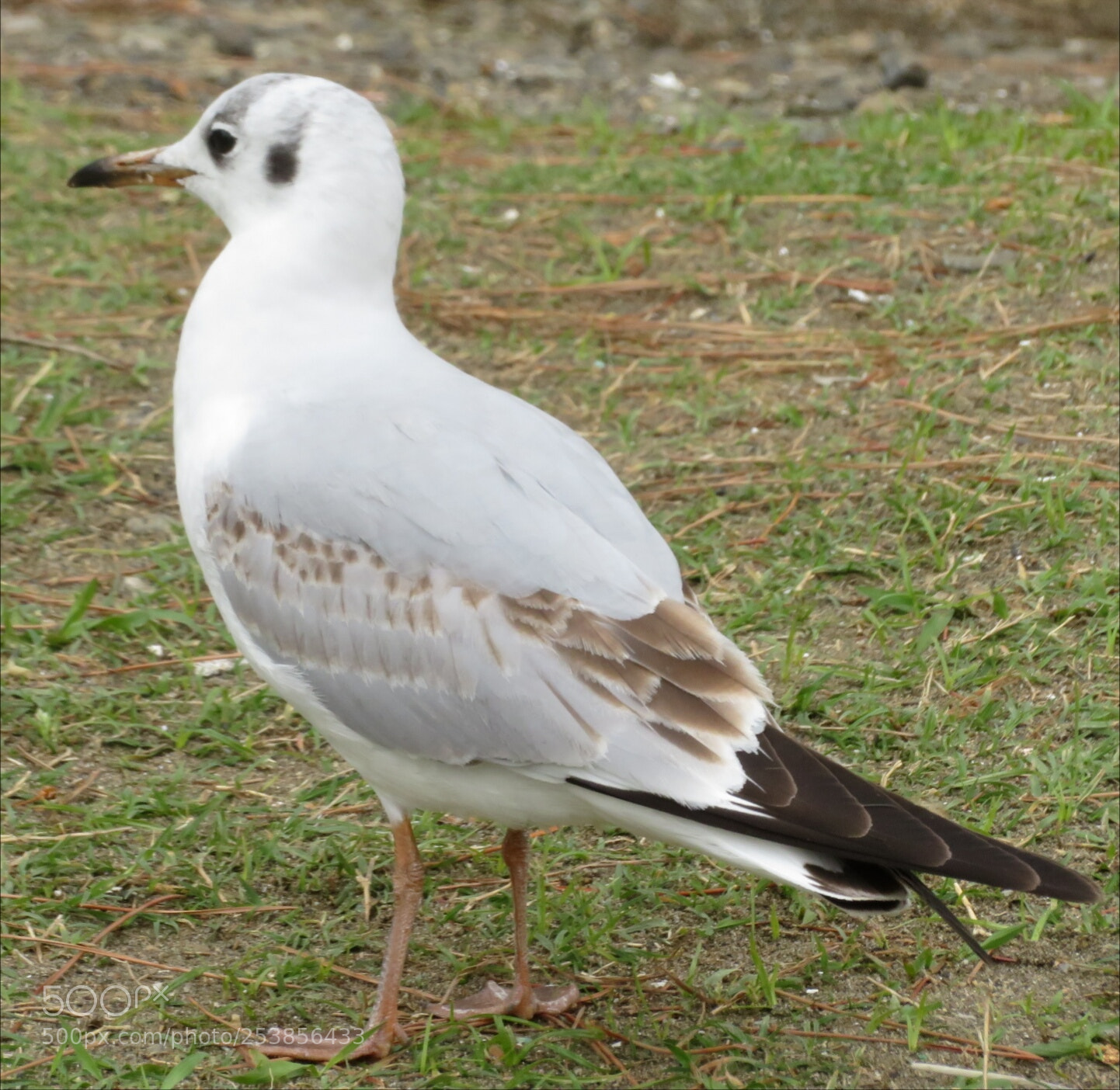 Canon PowerShot SX720 HS sample photo. Bird of japan photography