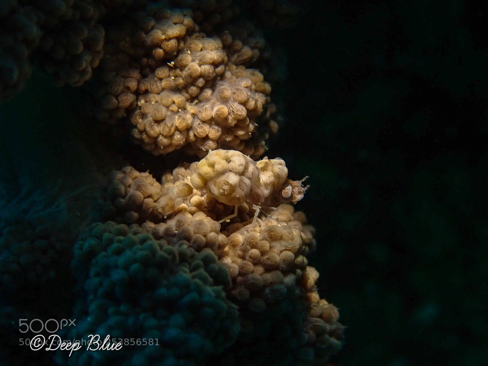 Olympus TG-5 sample photo. Philippines macro paradise photography
