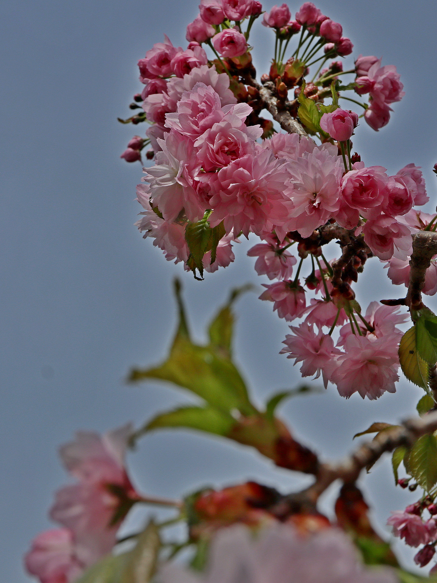 Canon EOS M5 sample photo. Prunus, 櫻 photography