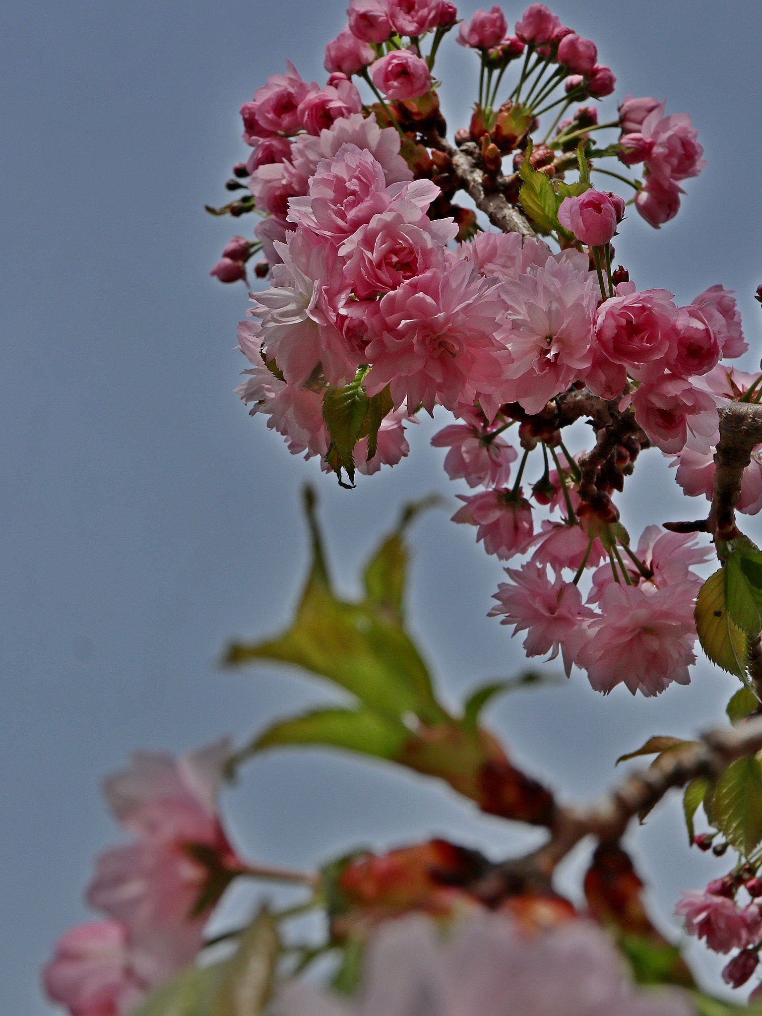 Canon EOS M5 + Canon EF-M 28mm F3.5 Macro IS STM sample photo. Prunus, 櫻 photography