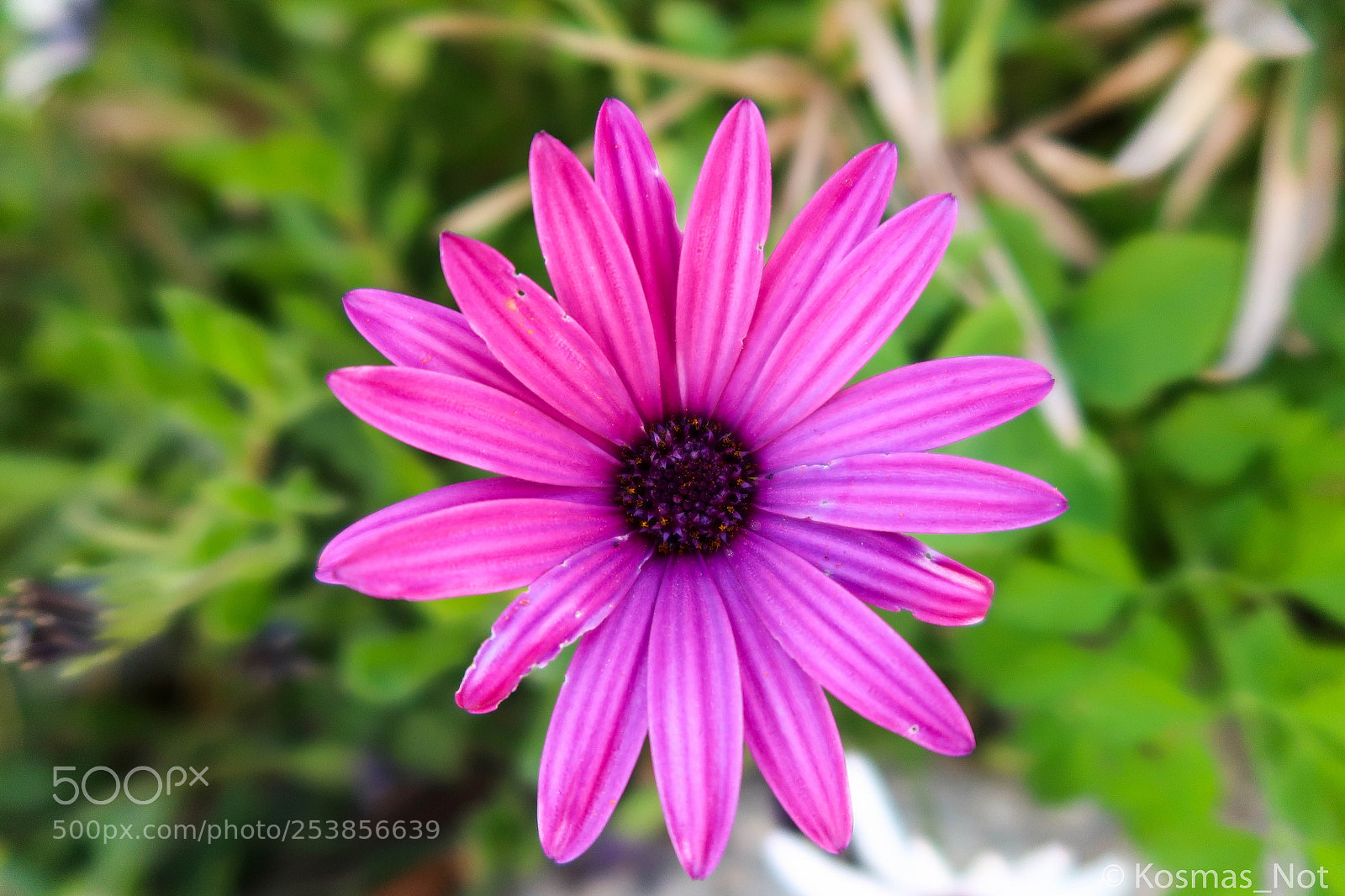 Canon PowerShot G7 X Mark II sample photo. Purple photography