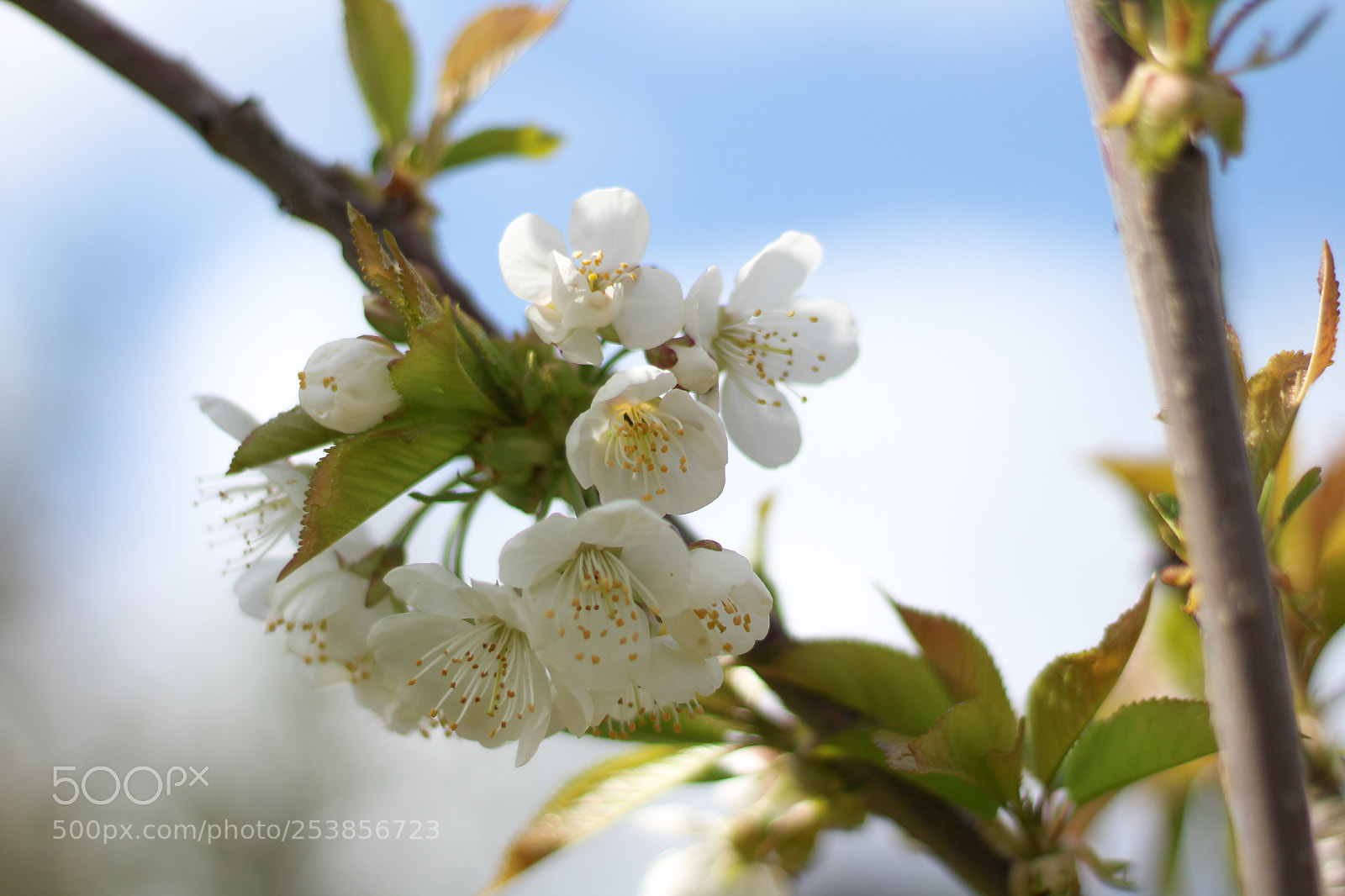 Canon EOS 1300D (EOS Rebel T6 / EOS Kiss X80) sample photo. Cherry tree photography
