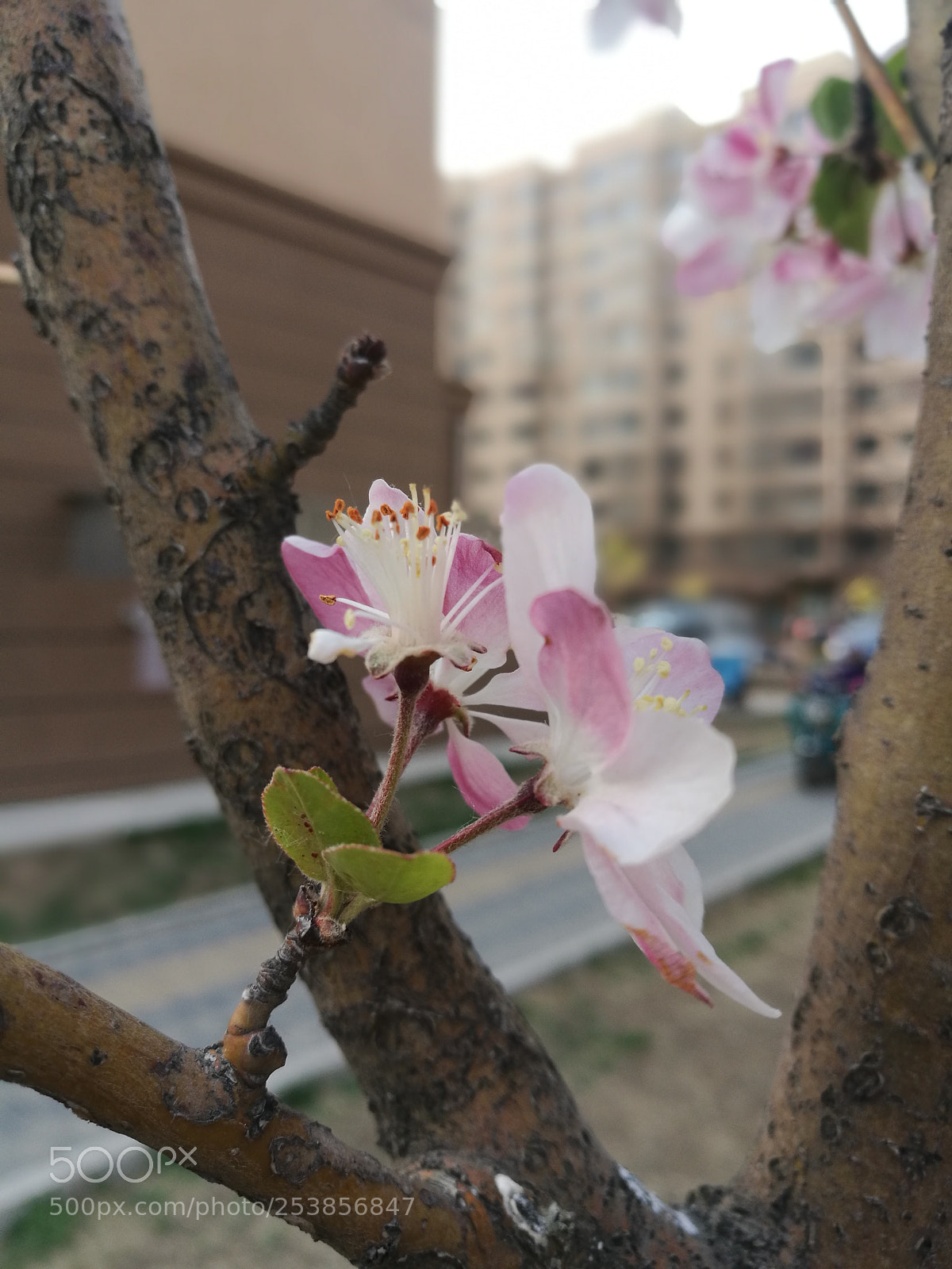 HUAWEI P9 Plus sample photo. Untitled photography