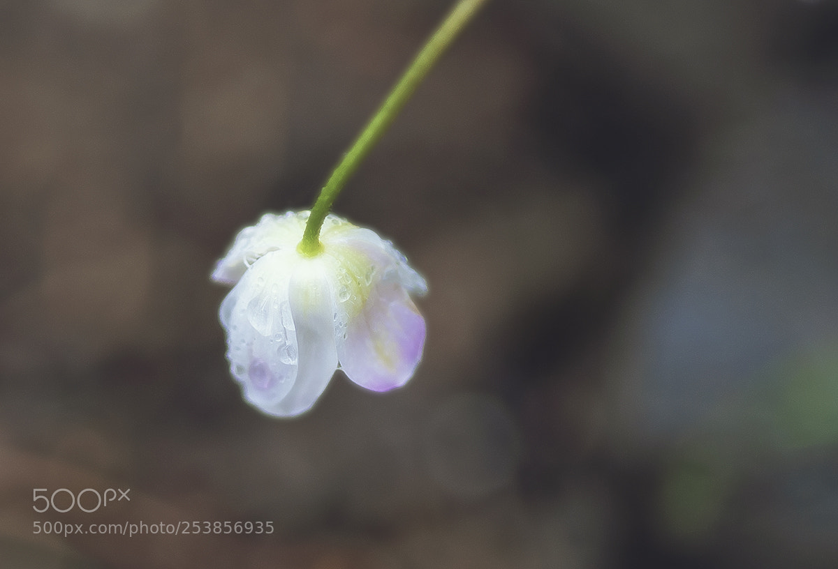 Nikon D3 sample photo. Rain and a flower photography