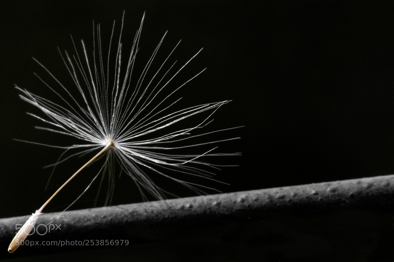 Canon EOS 7D Mark II sample photo. Seed on wire photography