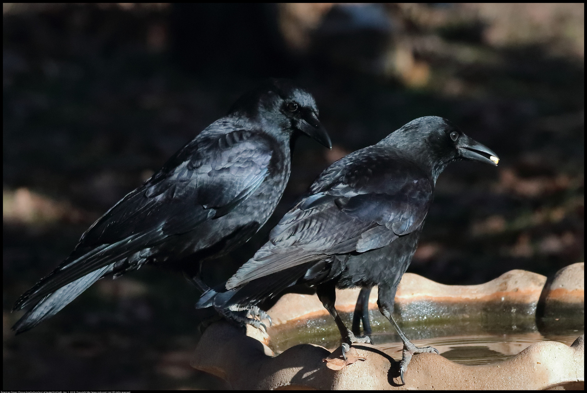 Canon EF 70-300 F4-5.6 IS II USM sample photo. Corvus brachyrhynchos photography