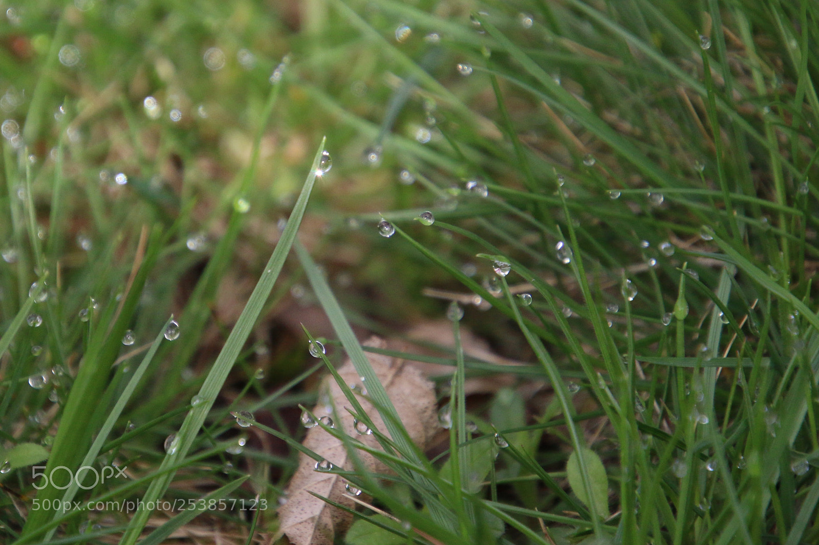 Canon EOS 70D sample photo. Morning dew photography