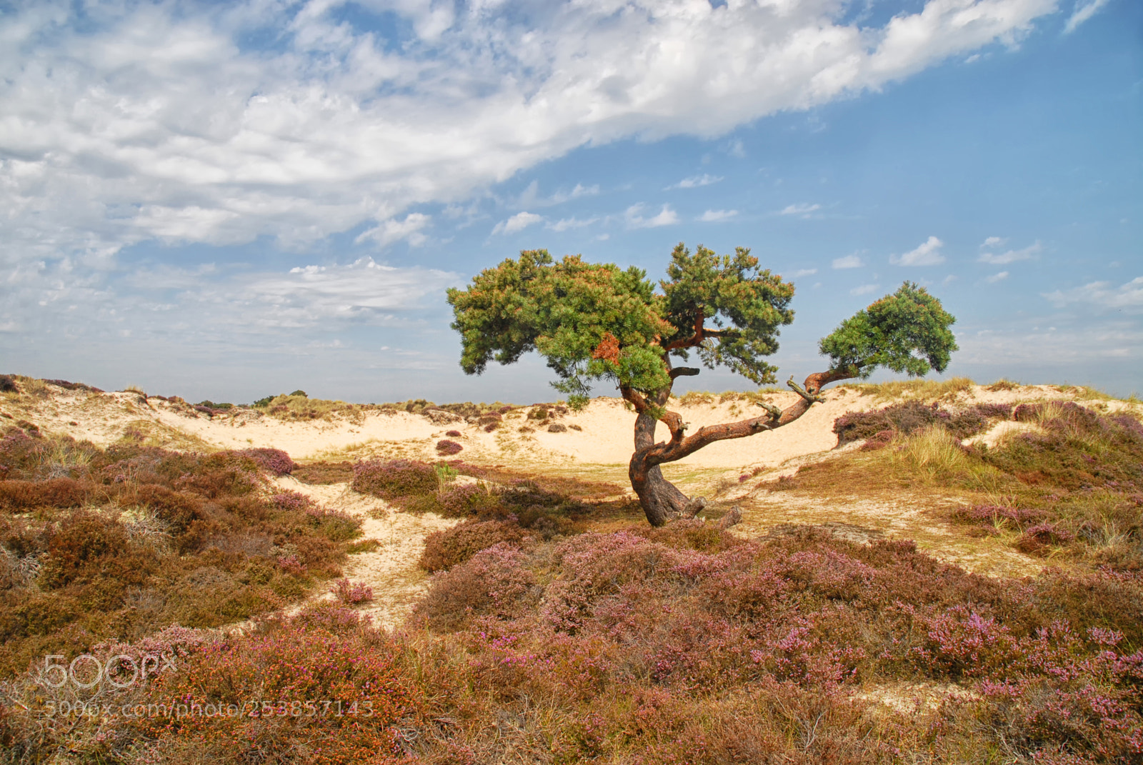 Nikon D200 sample photo. Sunbathing tree in the photography