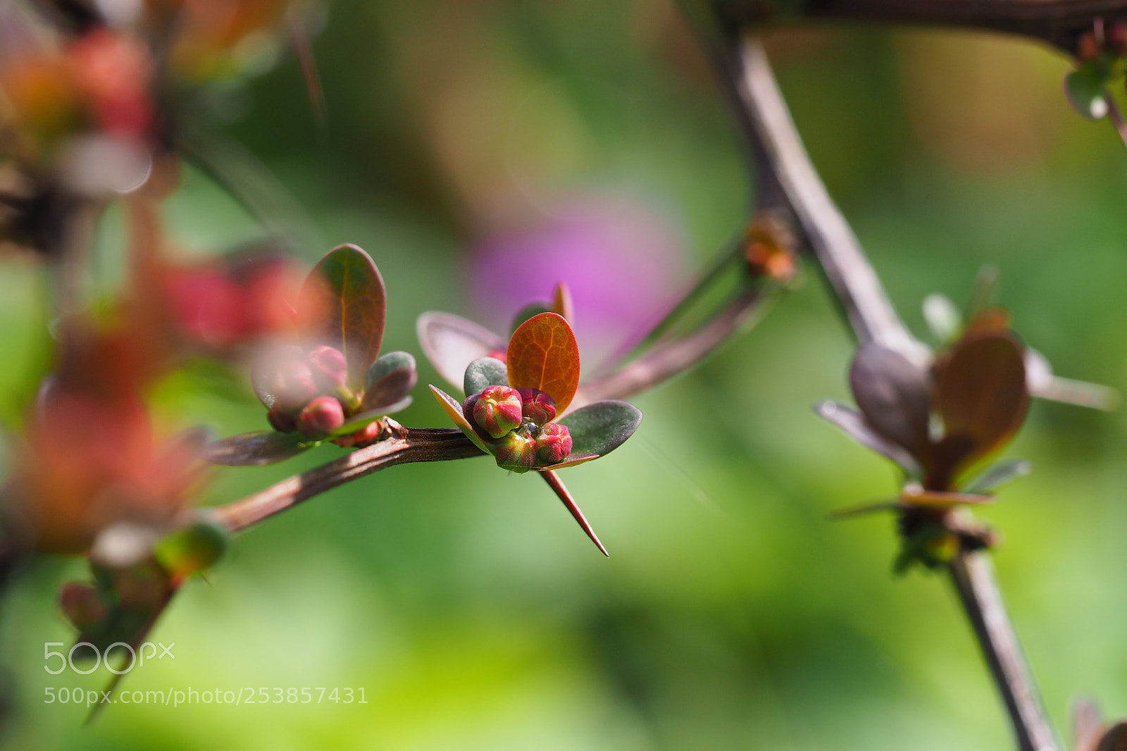 Olympus OM-D E-M10 sample photo. Berberis vulgaris photography