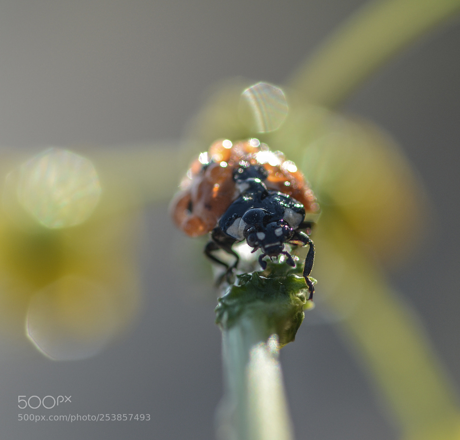 Nikon D7100 sample photo. Drops photography