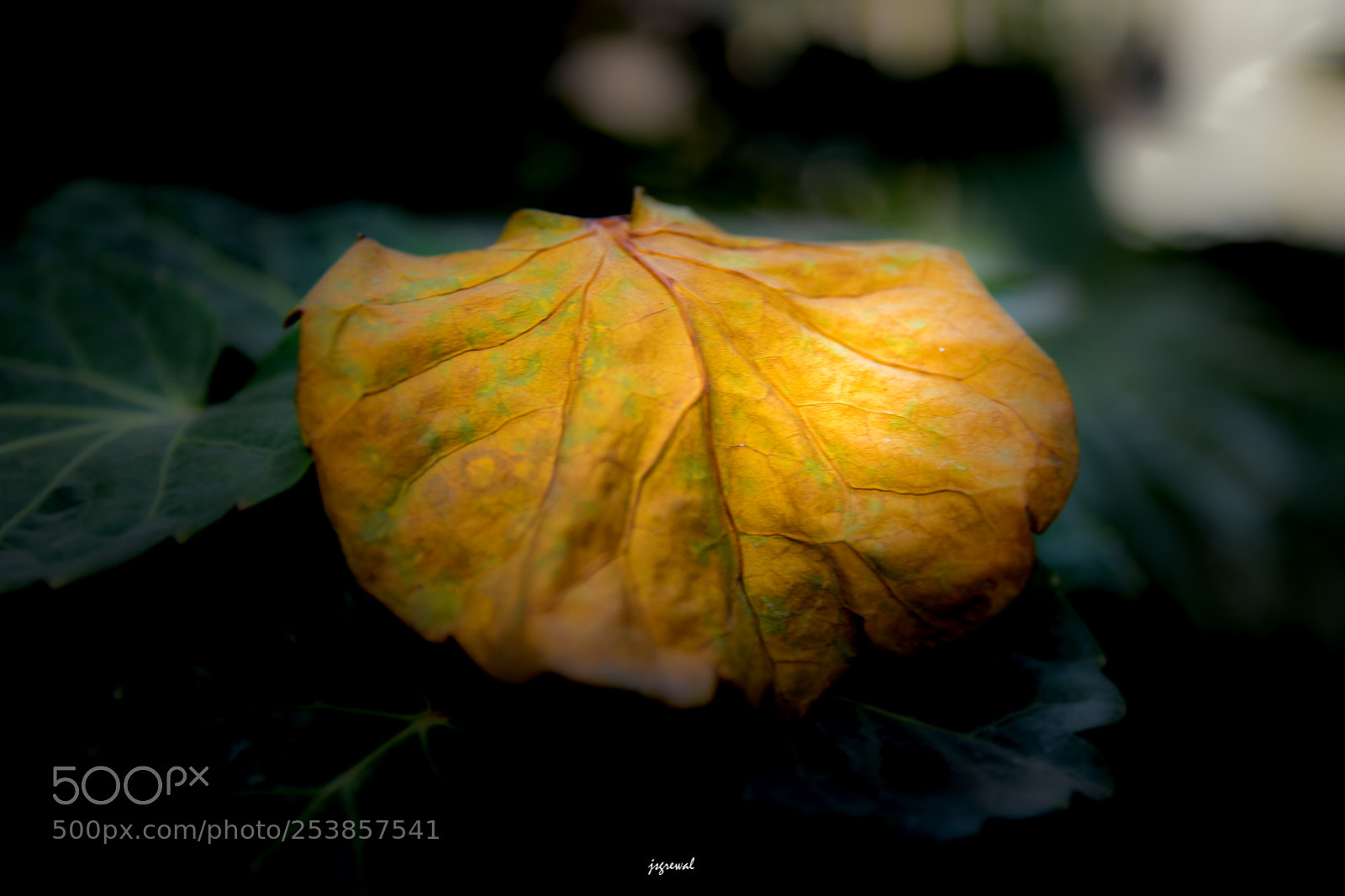 Nikon D5500 sample photo. Yellow photography