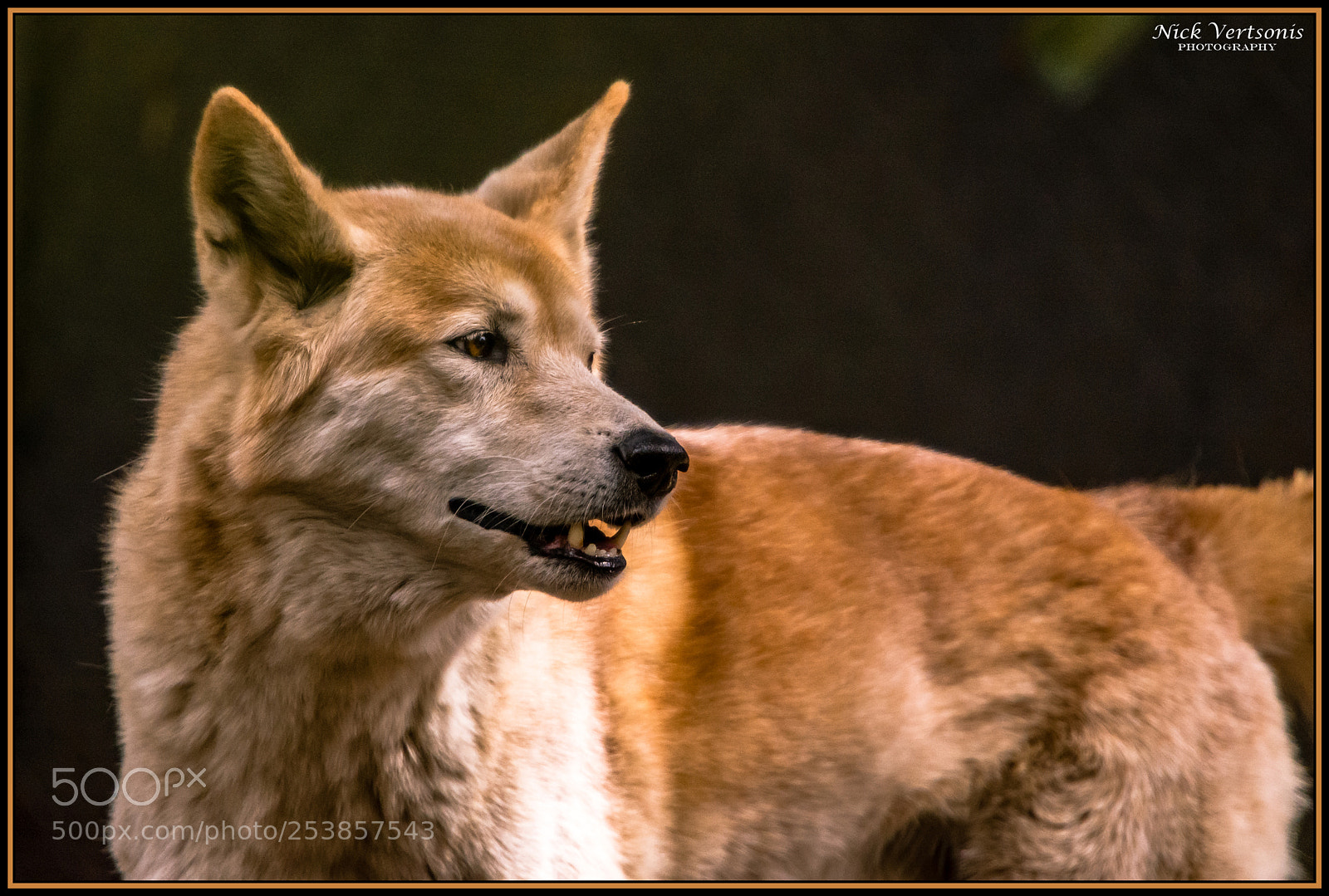 Nikon D7200 sample photo. The dingo... photography
