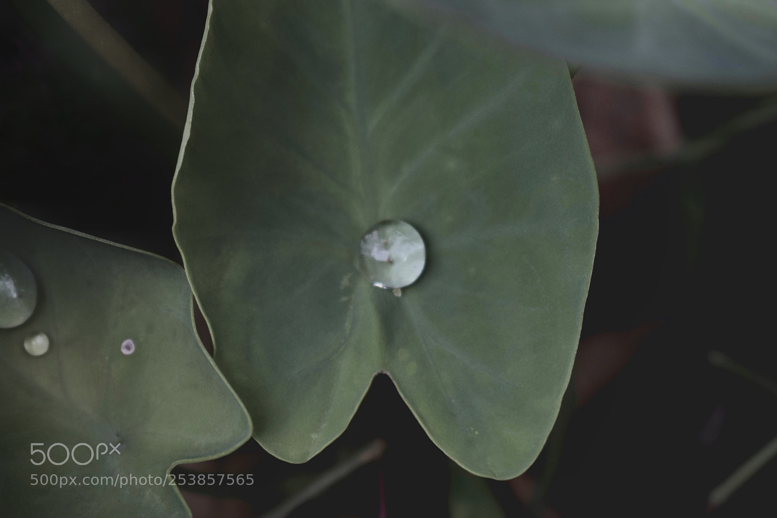 Nikon D5300 sample photo. Dewdrop photography