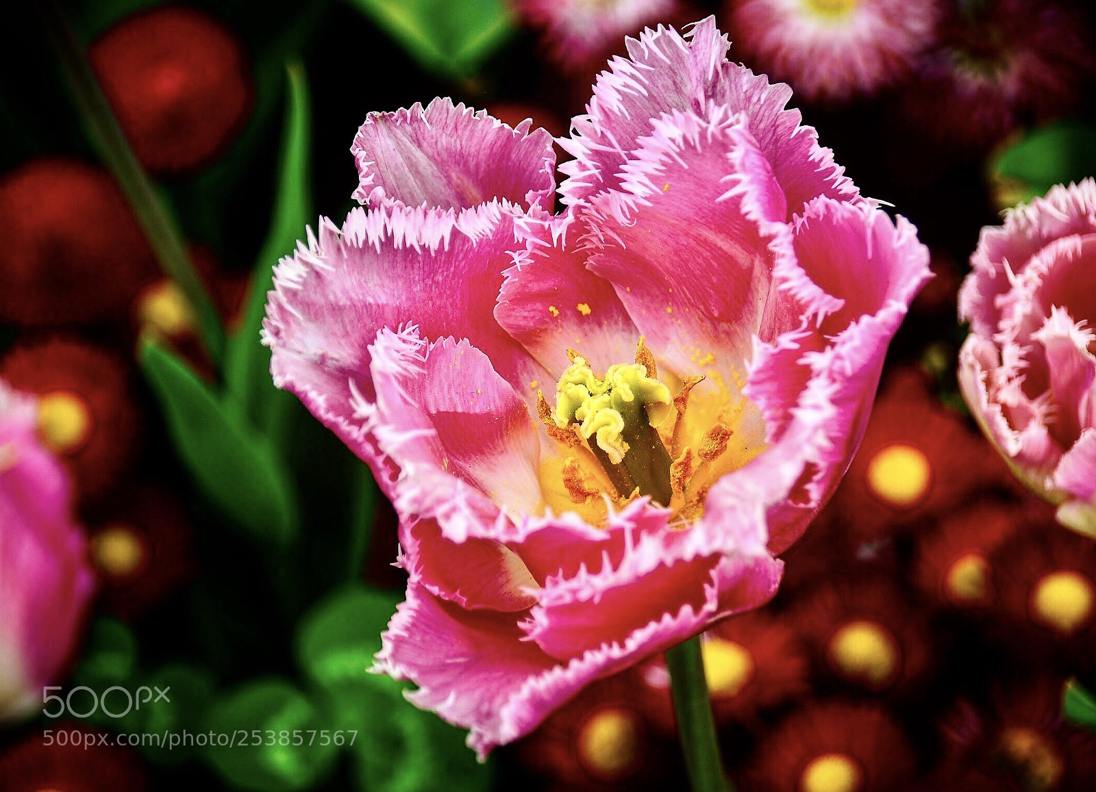 Nikon D7000 sample photo. Pink tulip photography