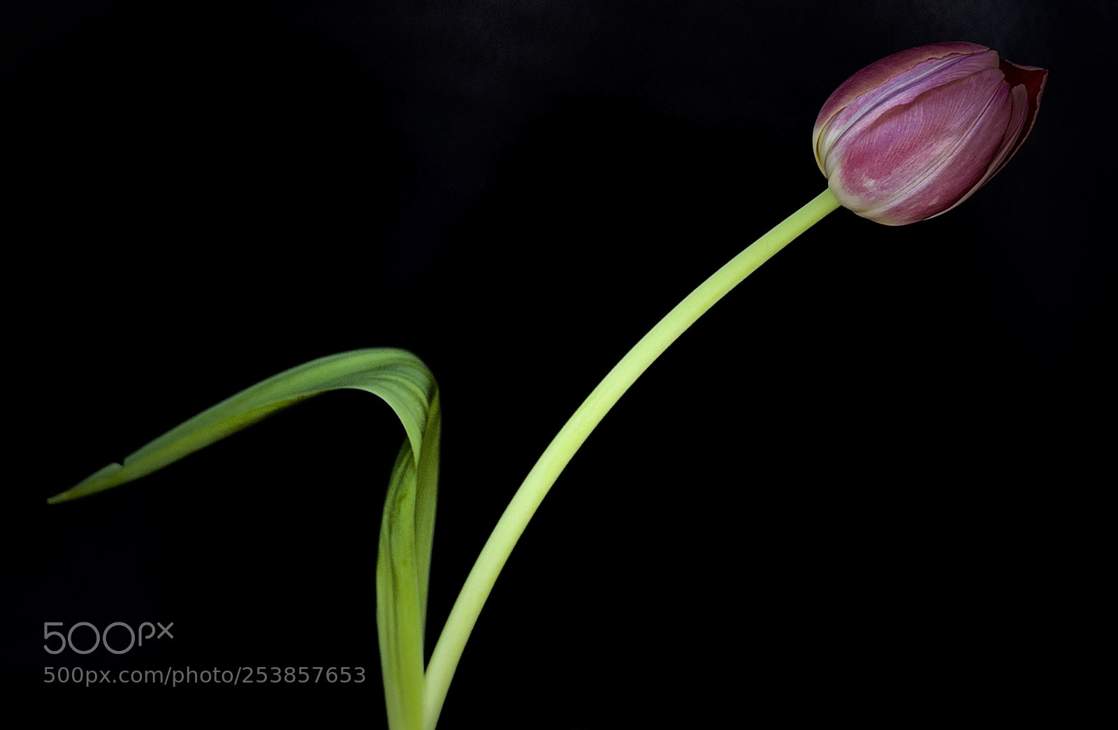 Canon EOS-1Ds Mark III sample photo. Tulipan photography