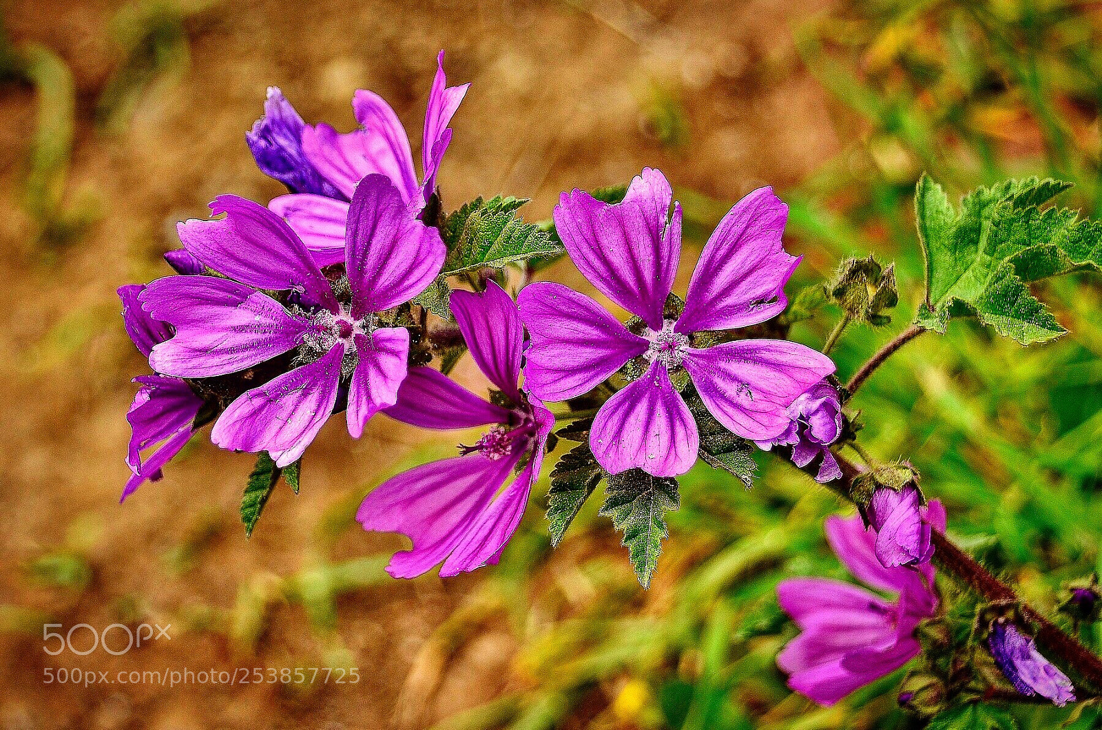 Nikon D7000 sample photo. Violet love photography