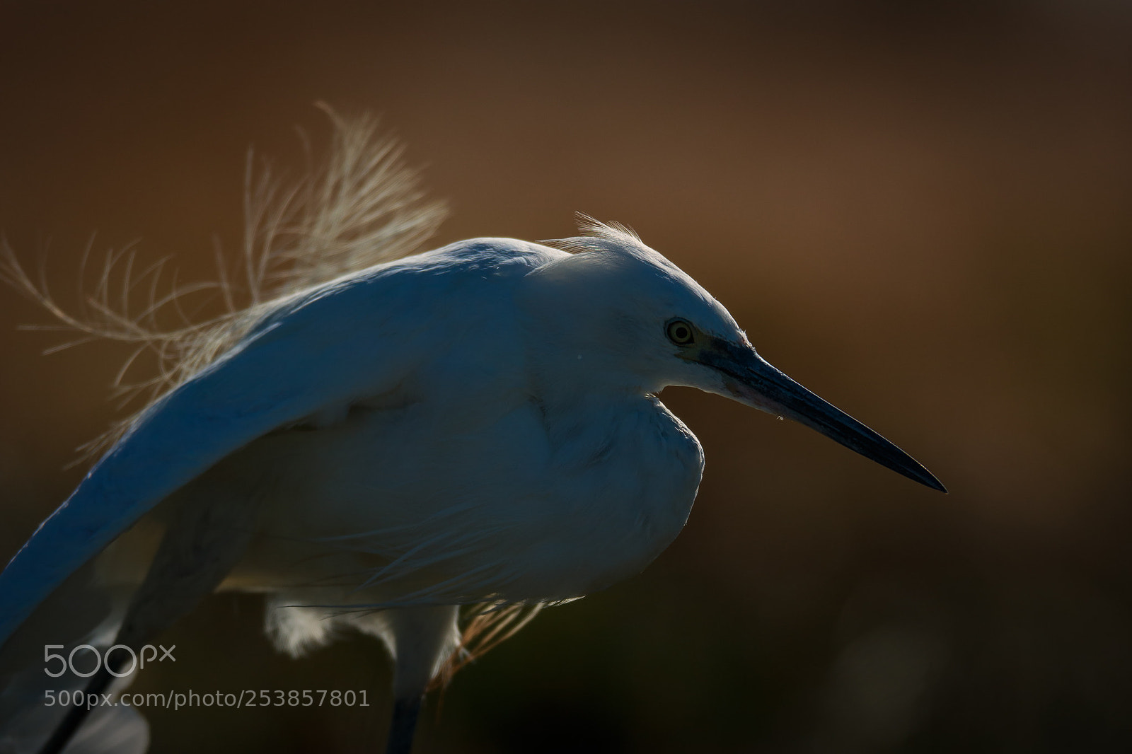 Canon EOS-1D X sample photo. Backlit little egret stretching photography