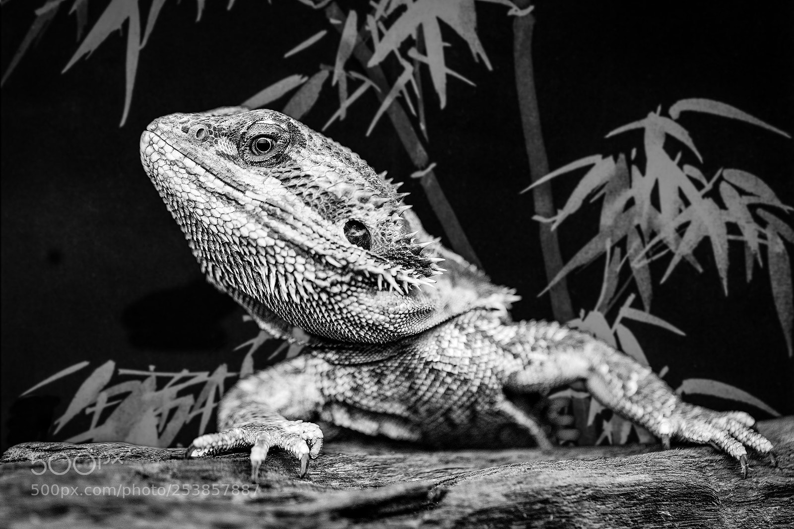 Canon EOS-1D X Mark II sample photo. Dragon photography