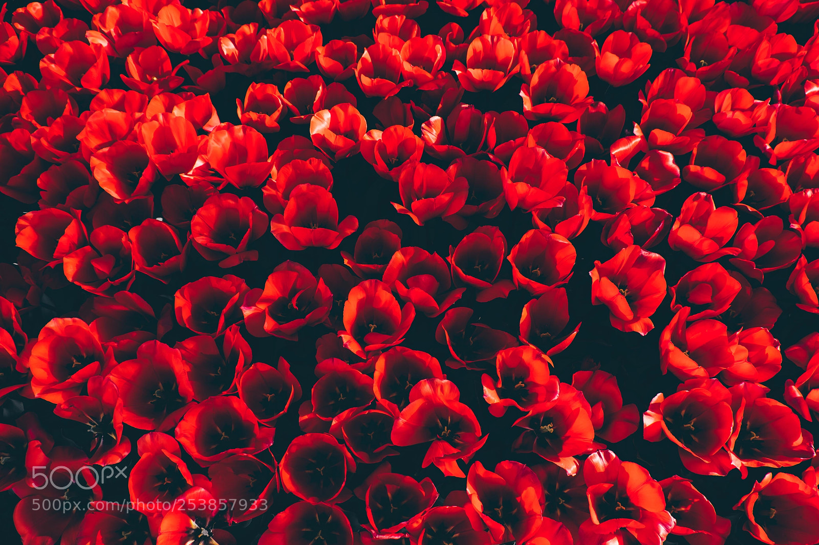 Fujifilm X-T2 sample photo. Red tulip flower photography