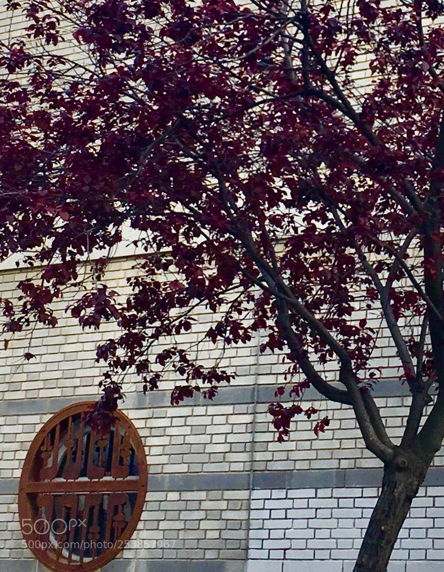 Apple iPhone SE sample photo. Untitled photography