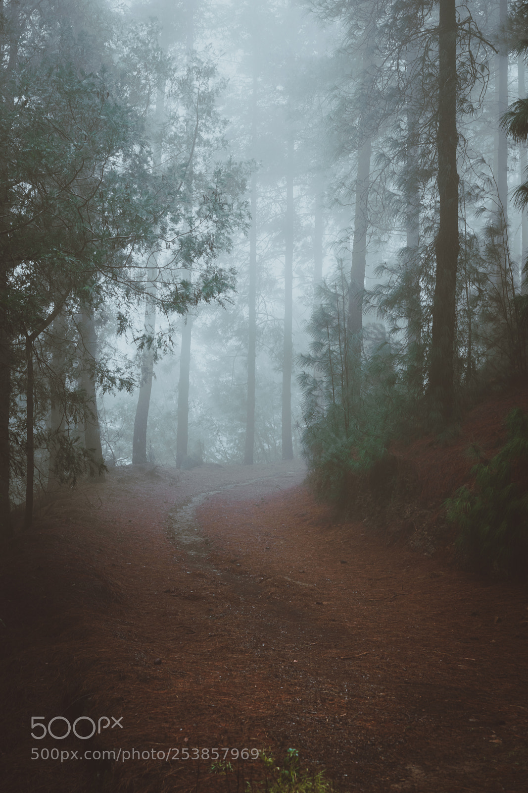 Sony a7 II sample photo. Road in a mysterious photography