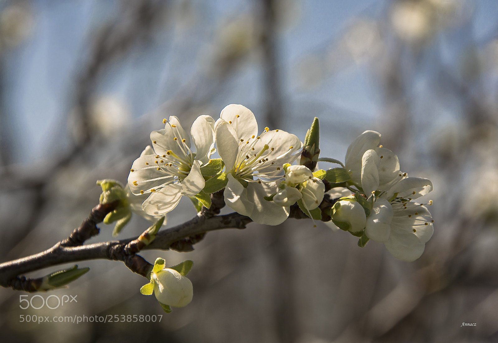 Nikon D5200 sample photo. Blossom  photography