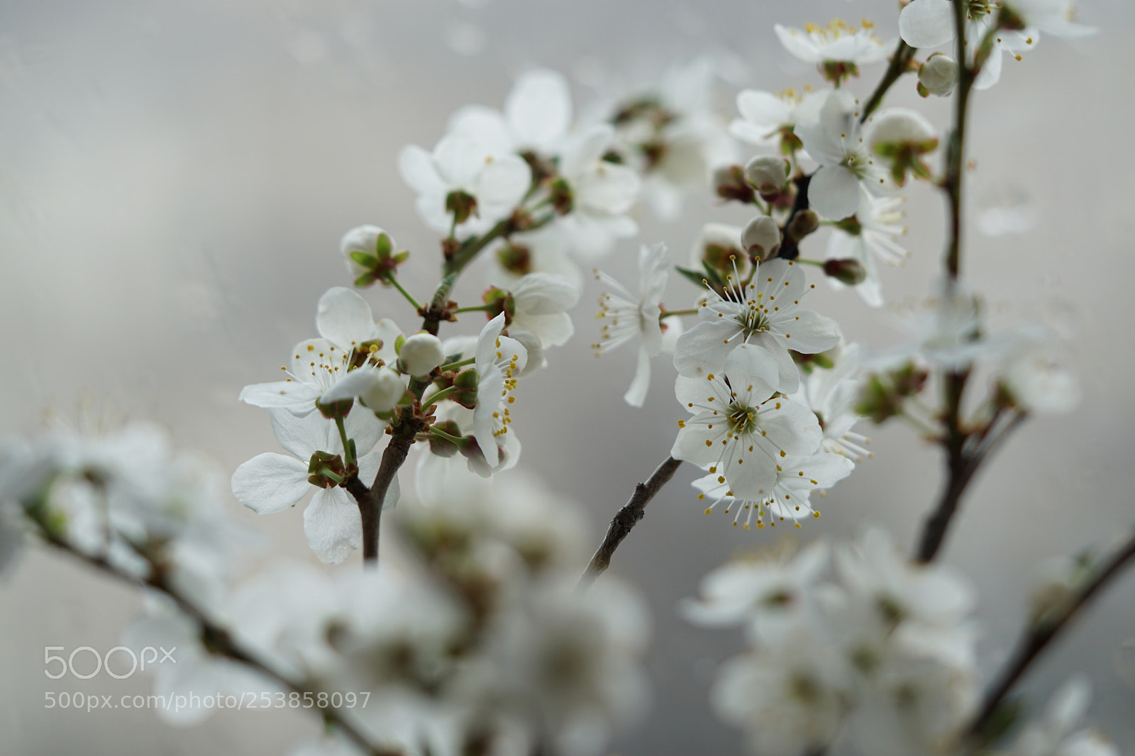 Sony a6000 sample photo. And it's raining outside... photography