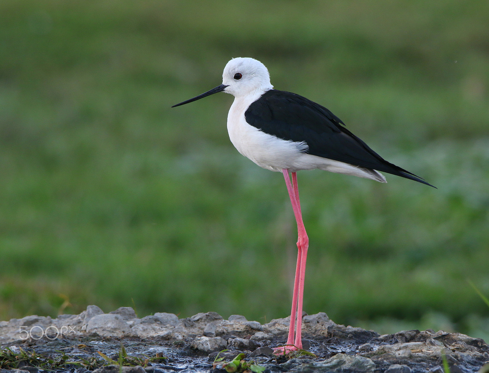 Canon EOS 70D sample photo. Black-winged stilt photography
