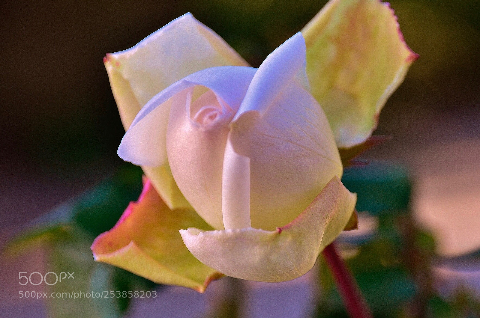 Nikon D7000 sample photo. The rose photography