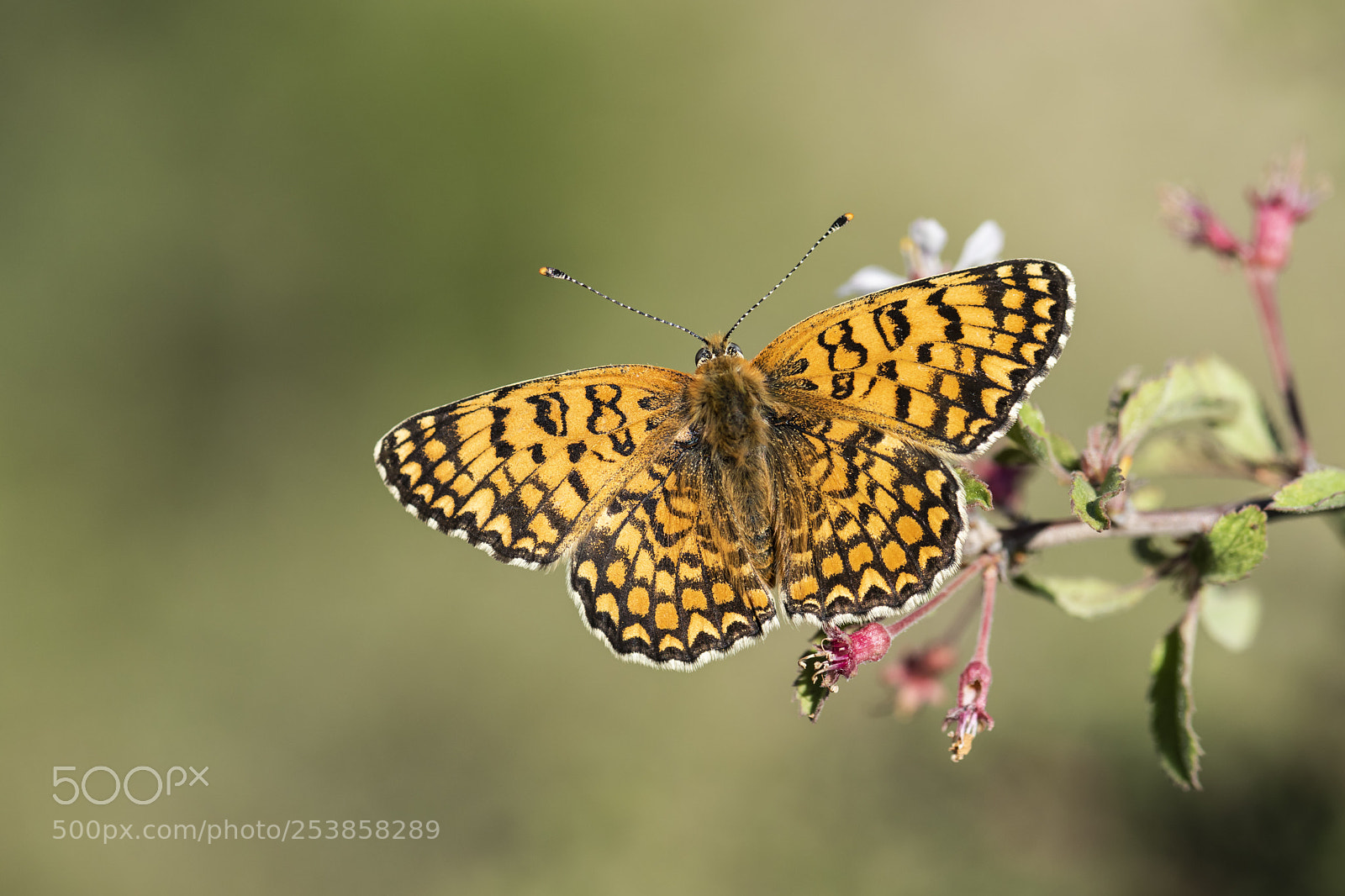 Nikon D810 sample photo. Hataylı iparhan- melitaea collina photography