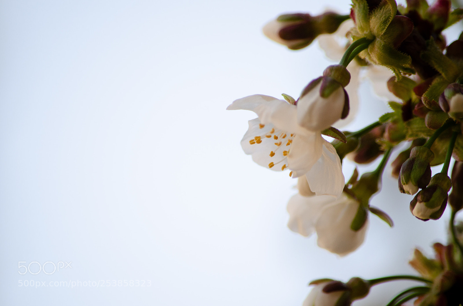 Nikon D5100 sample photo. 04082018_174521.jpg photography