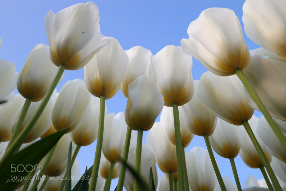 Samsung NX30 sample photo. ... photography