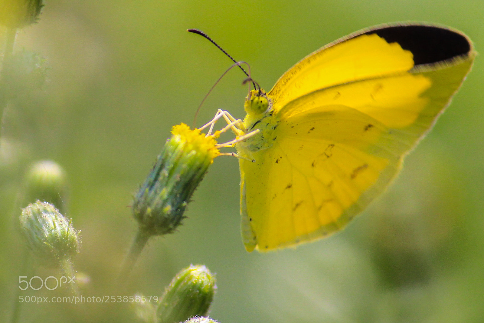 Canon EOS 700D (EOS Rebel T5i / EOS Kiss X7i) sample photo. Macro tale photography
