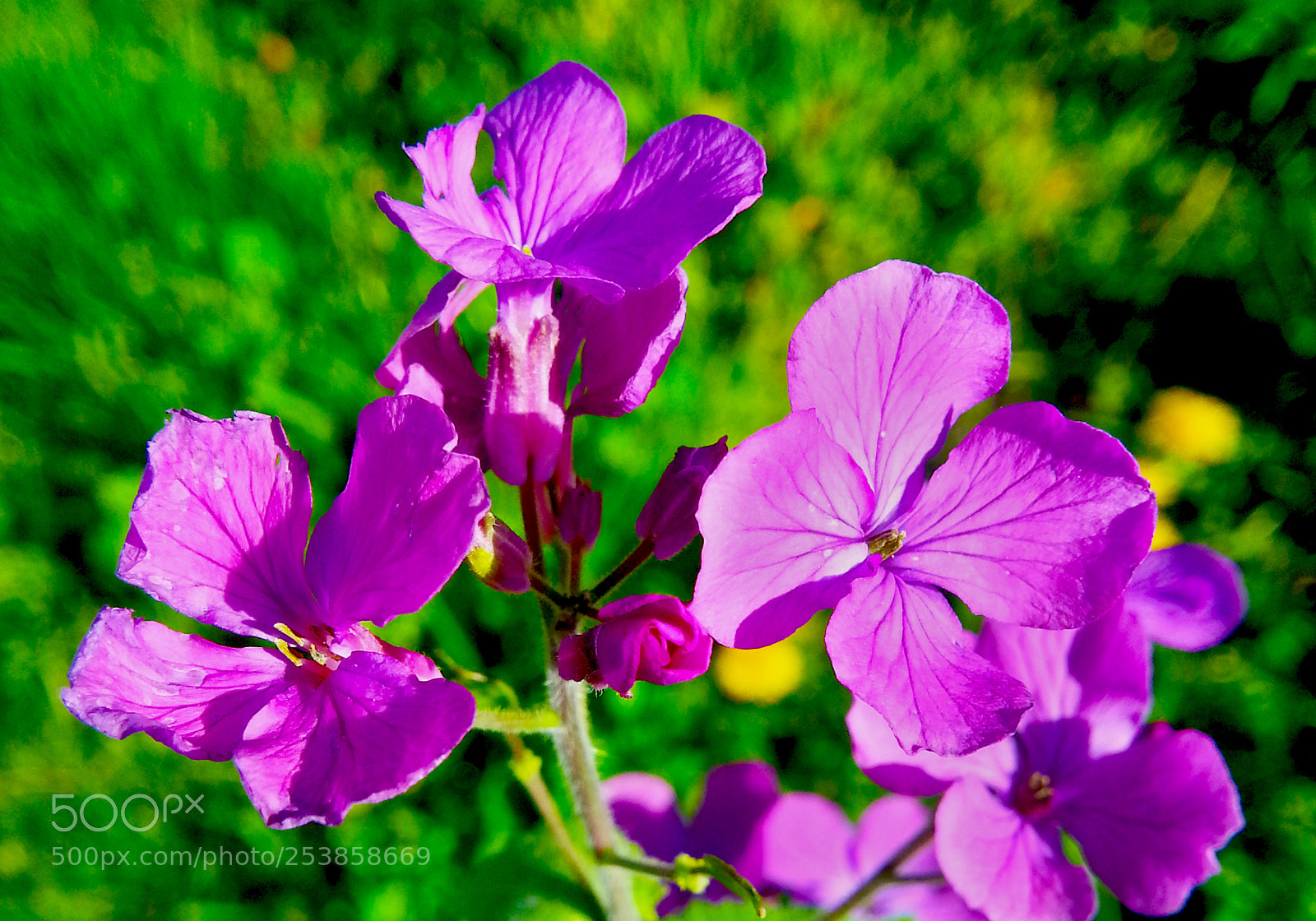 Samsung Galaxy Note2 sample photo. Flower photography