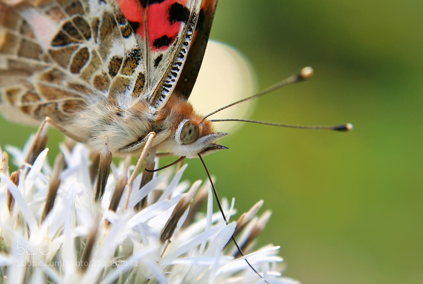 Canon EOS 350D (EOS Digital Rebel XT / EOS Kiss Digital N) sample photo. Butterfly photography