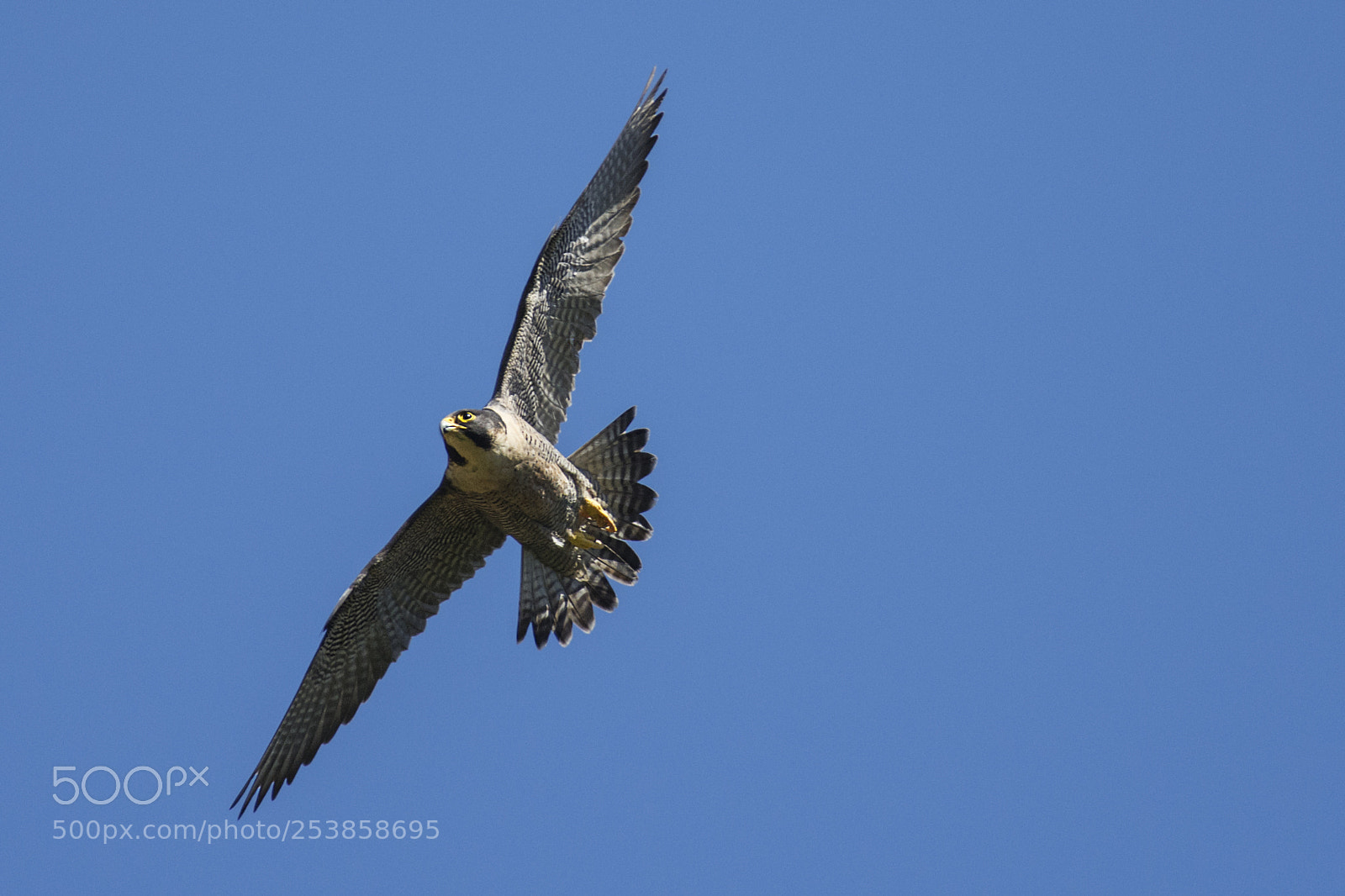 Nikon D7200 sample photo. Falco pellegrino photography