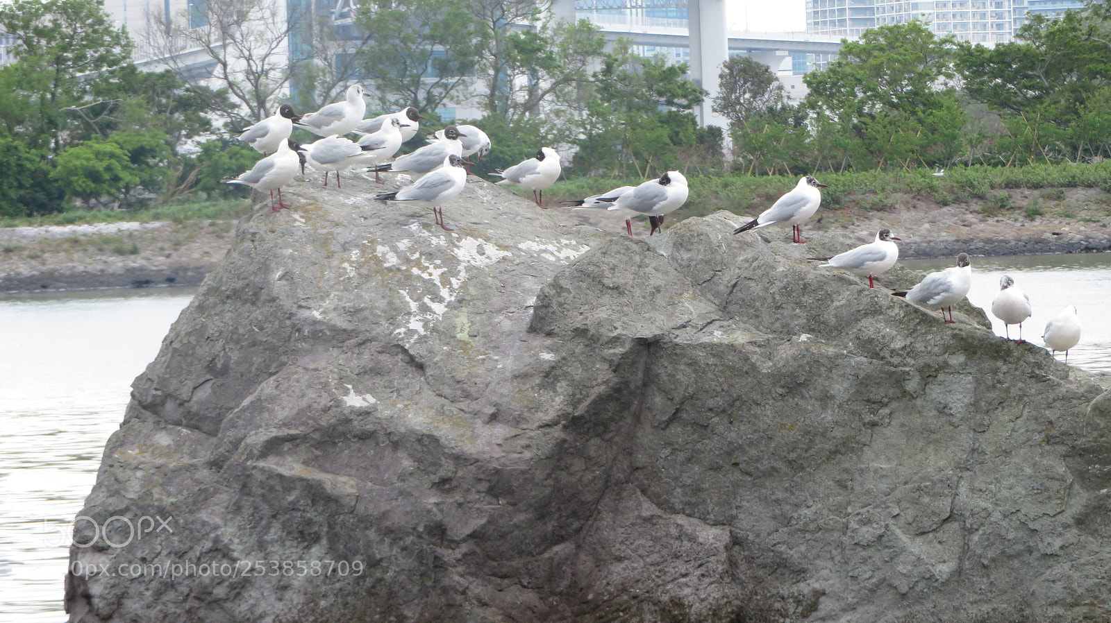 Canon PowerShot SX720 HS sample photo. ? ? ? s photography