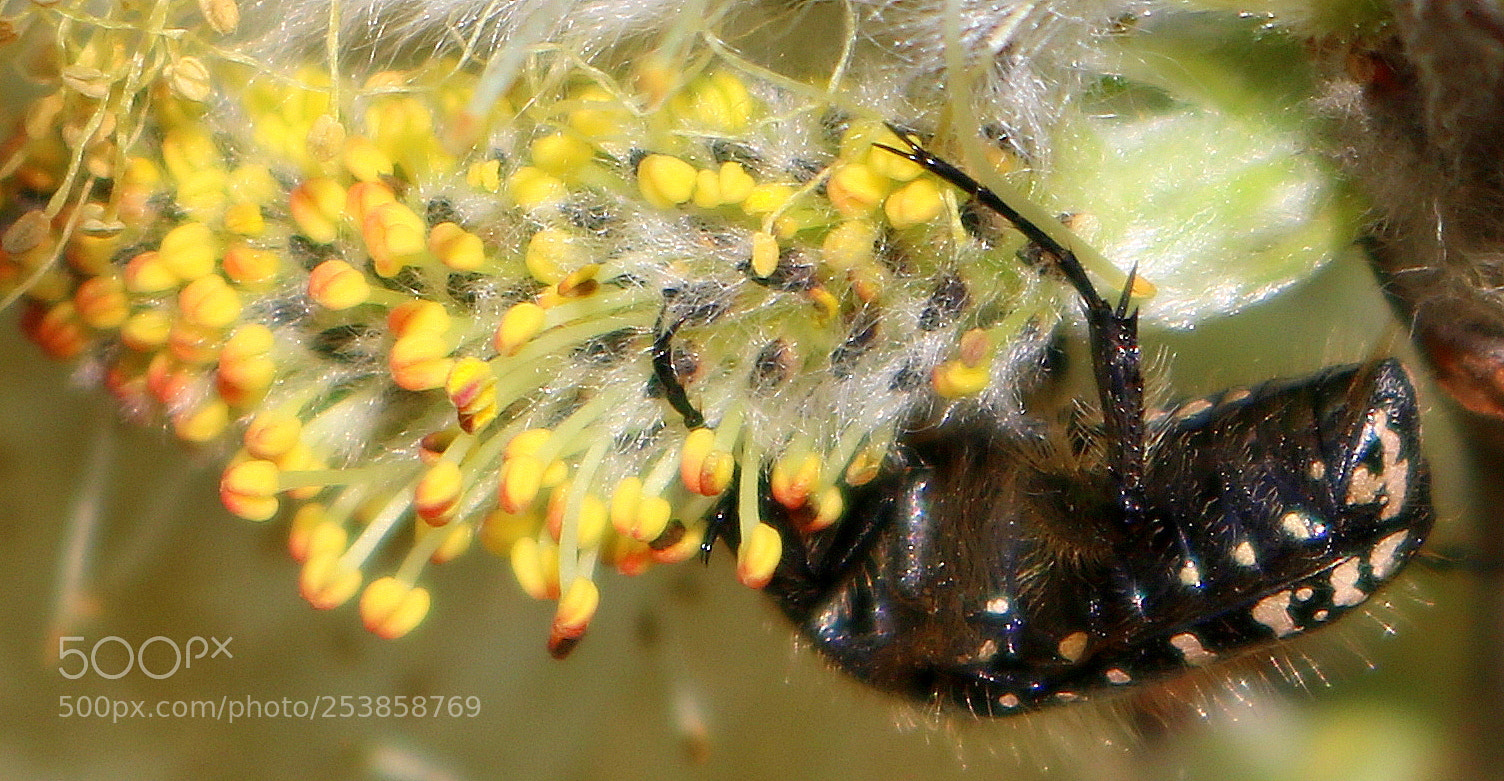 Canon EOS 750D (EOS Rebel T6i / EOS Kiss X8i) sample photo. "seid umschlungen" photography