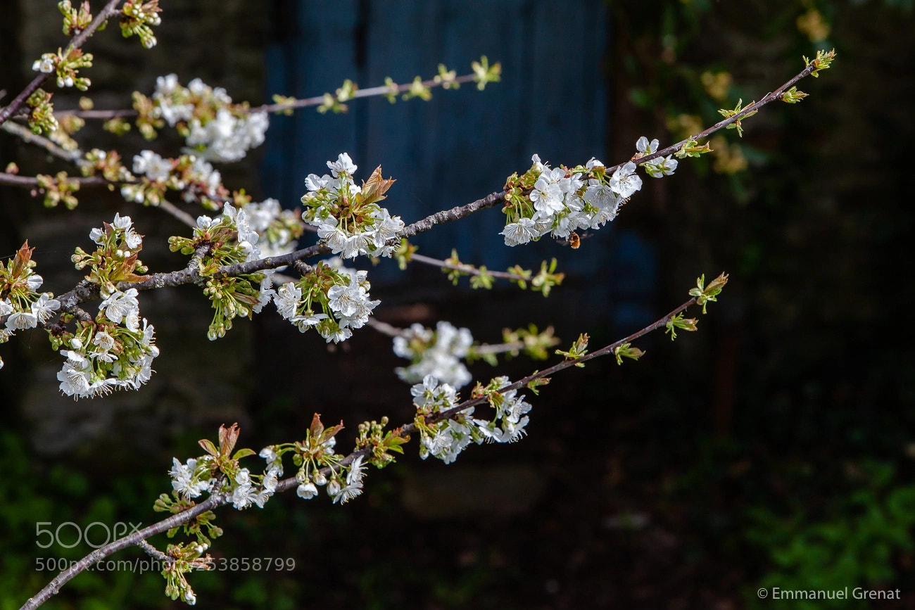 Canon EOS 5D Mark II sample photo. Spring time ! photography