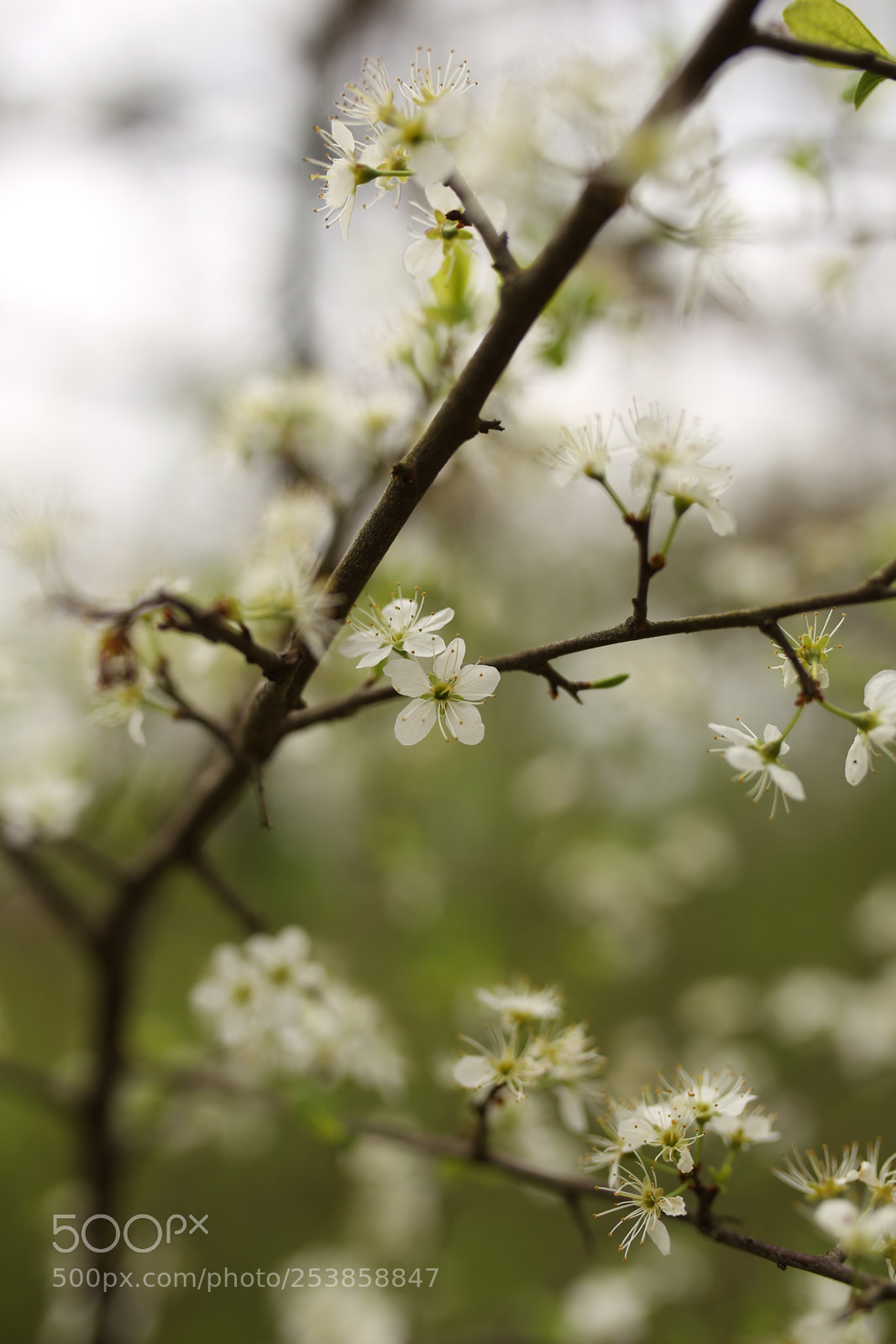 Sigma 35mm F1.4 DG HSM Art sample photo. Spring 2018. photography