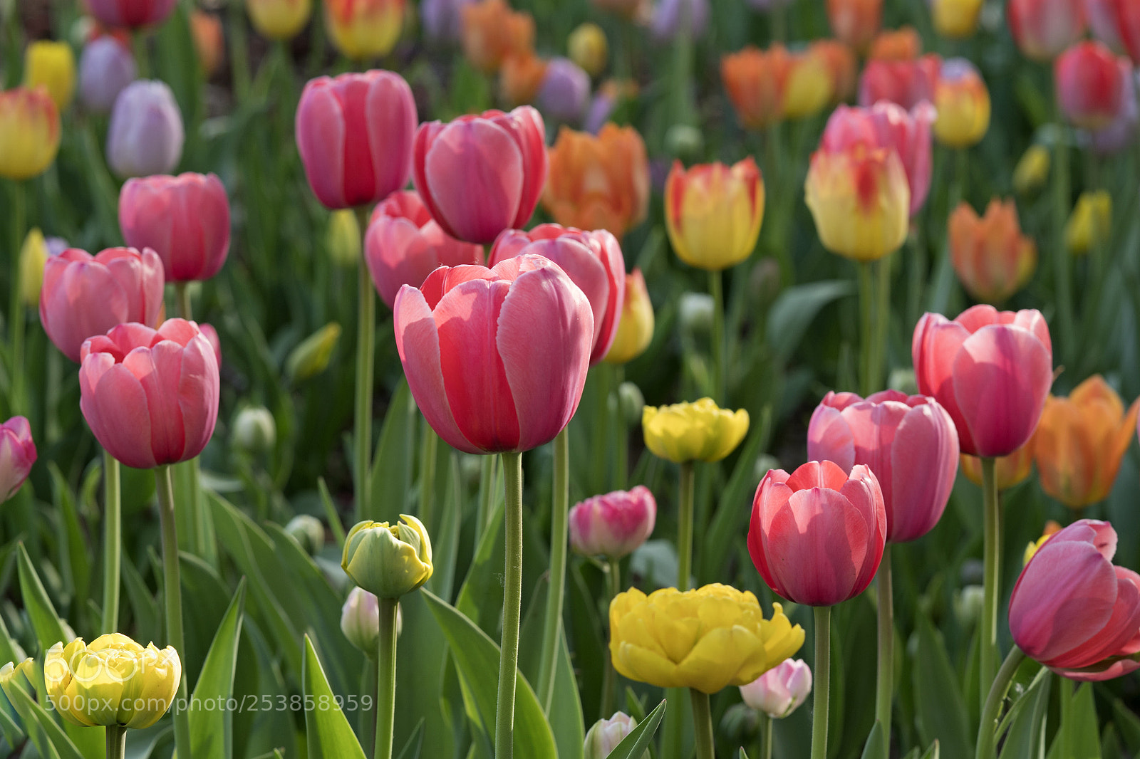 Sony a7R III sample photo. Colorful tulip photography