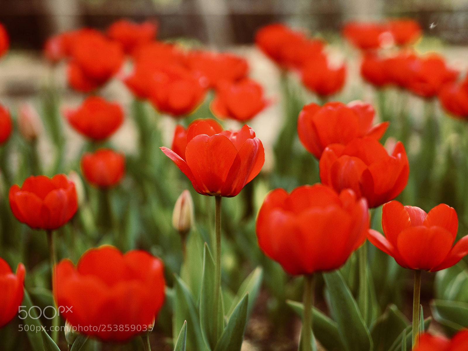 Olympus OM-D E-M10 II sample photo. 红的恶俗 photography