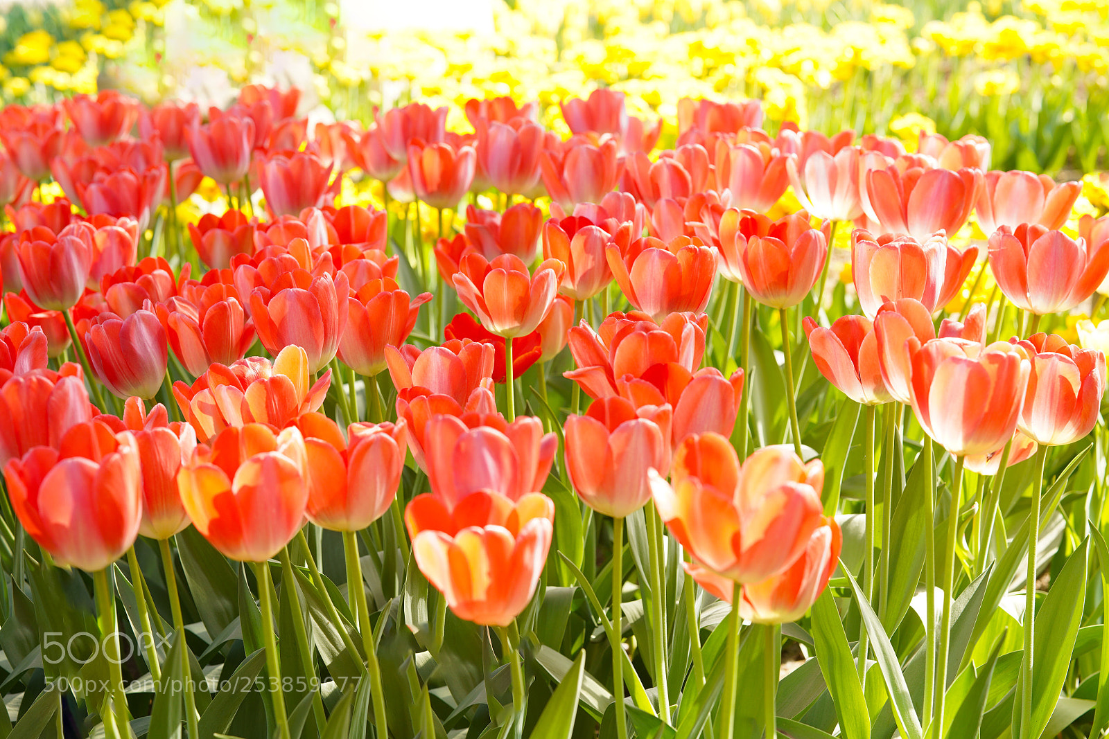 Sony a7R III sample photo. Tulip diamonds photography