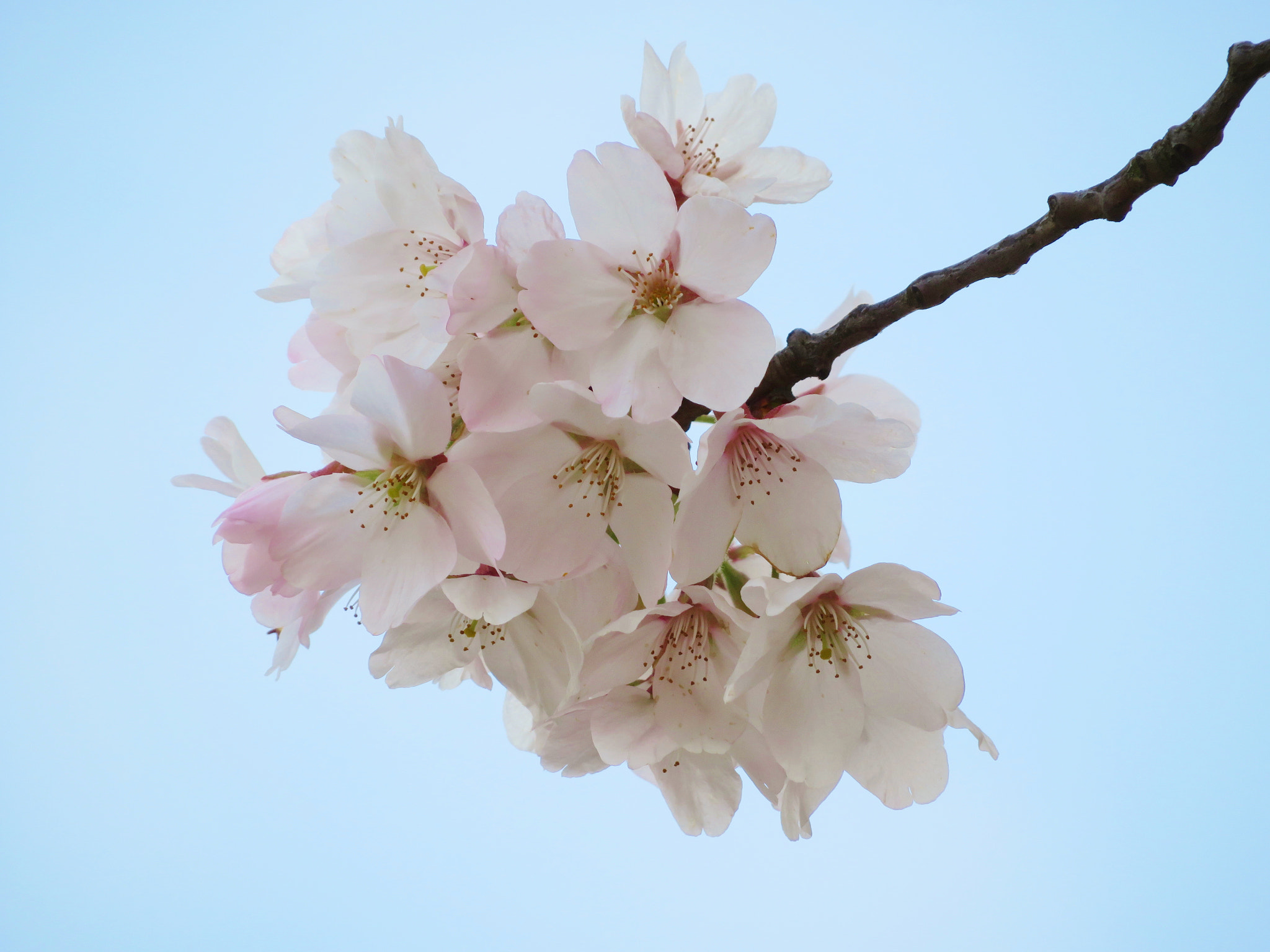 Canon PowerShot SX730 HS sample photo. Spring blossom photography