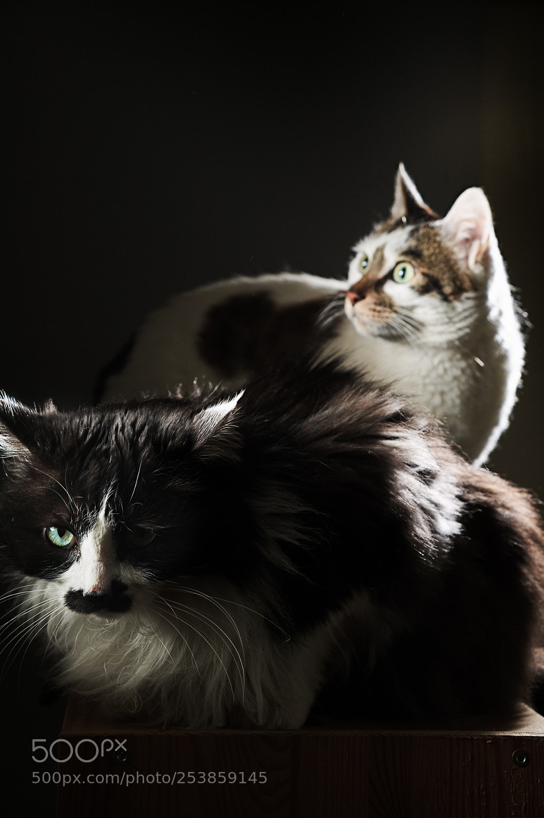 Nikon D700 sample photo. Cat photography