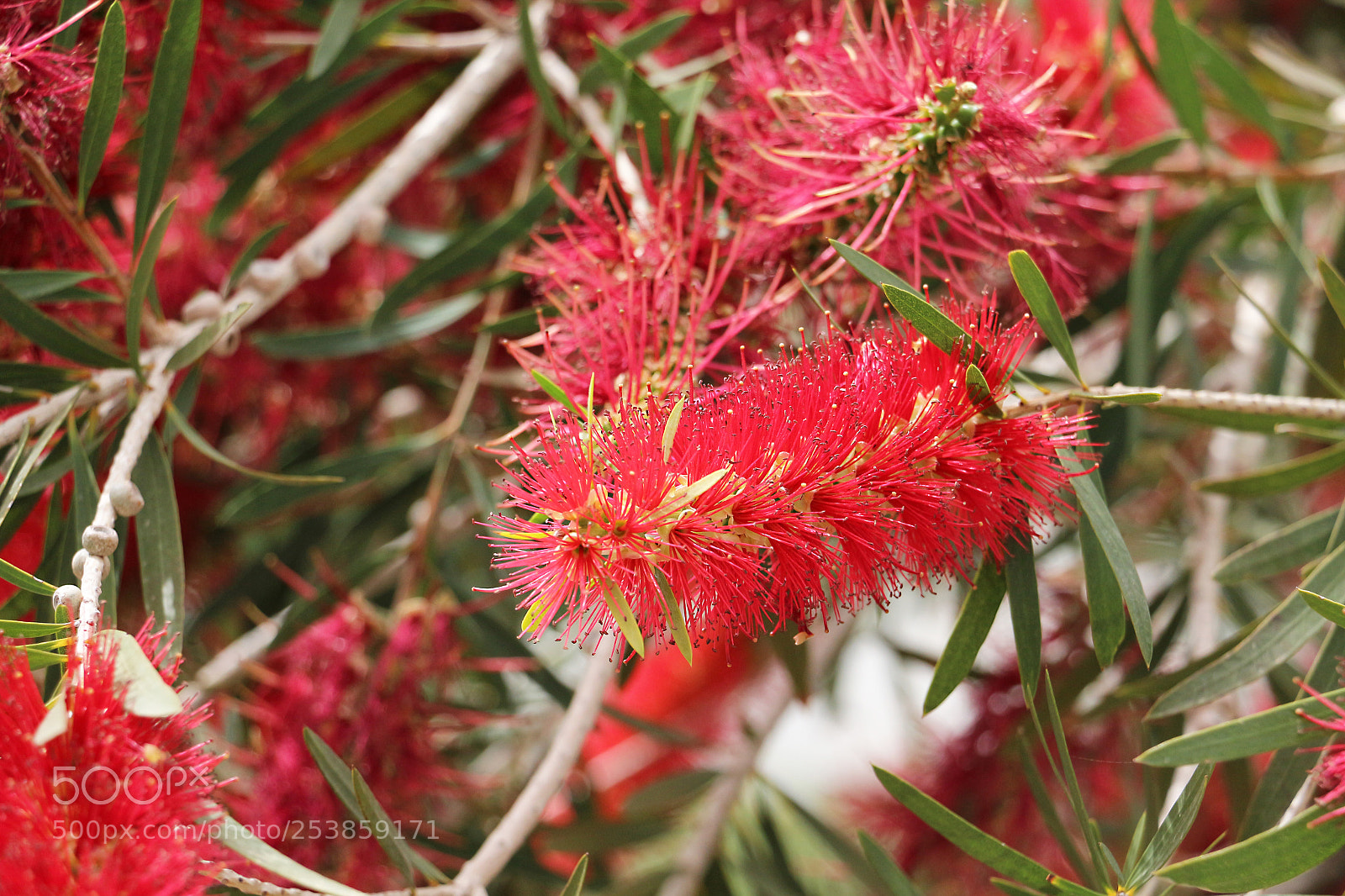 Canon EOS 650D (EOS Rebel T4i / EOS Kiss X6i) sample photo. Callistemon photography