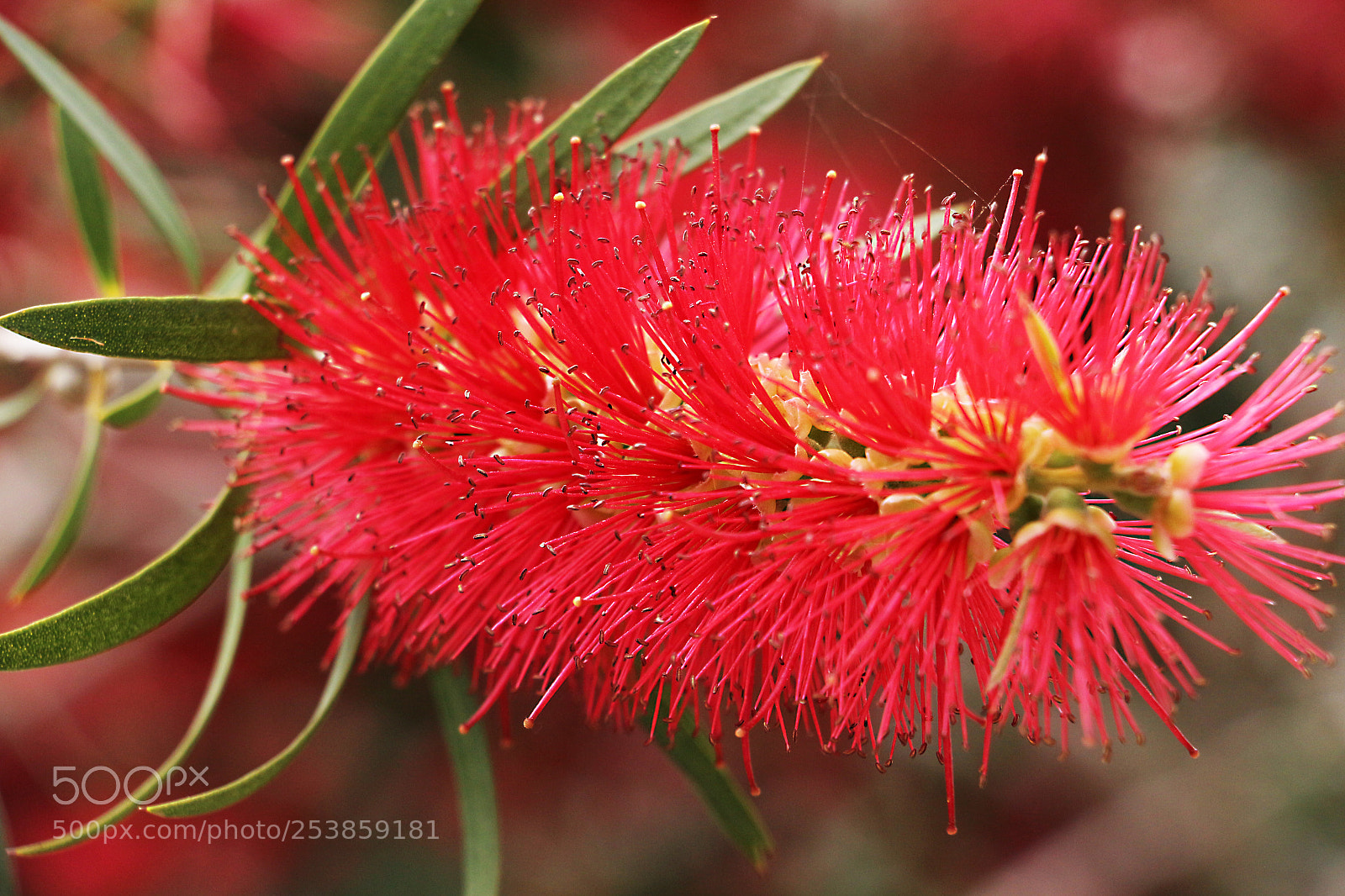 Canon EOS 650D (EOS Rebel T4i / EOS Kiss X6i) sample photo. Callistemon photography