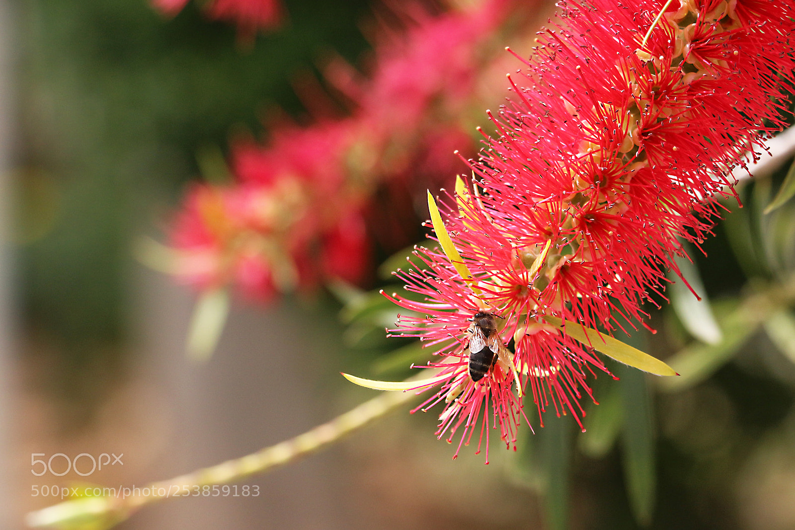 Canon EOS 650D (EOS Rebel T4i / EOS Kiss X6i) sample photo. Callistemon photography